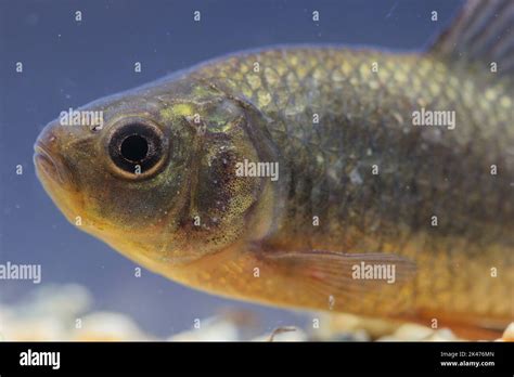  Crucian Carp: A Fish That Lives On Land And Breathes Underwater, Just Like Your Cat Dreams Of!