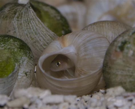  MuchLessKnownSnail: This Exquisite Shell-Dwelling Creature Can Both Swim and Burrow!