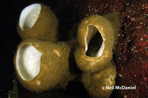  Rhabdocalyptus dawsoni: Ten Tidy Tenant Makes the Deep Sea its Exquisite Dining Room!