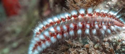  Bristle Worm: Unraveling the Mystery of These Bristling Benthic Beauties!