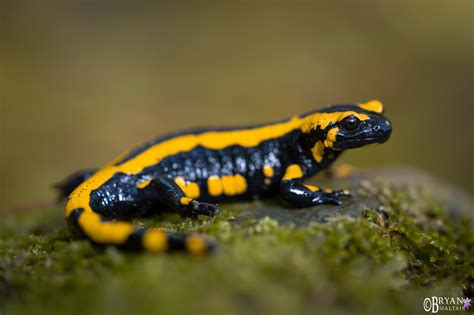 Fire Salamander! A Fiery Amphibian That Embraces Both Aquatic Delights and Terrestrial Adventures!