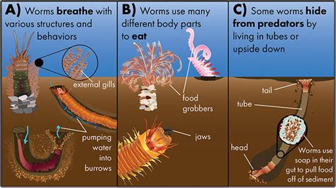  Horaicthys! A Tiny Worm That Lives Life Upside Down