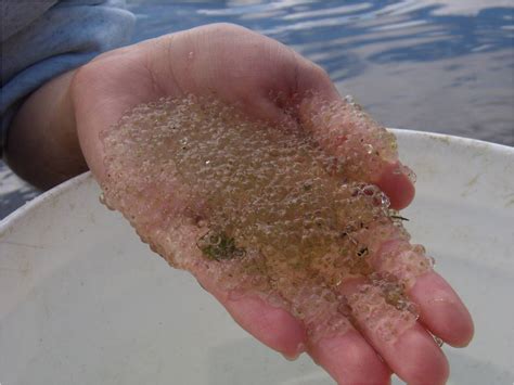  Jellification Jellyfish: A Curious Creature With a Tentacled Tango