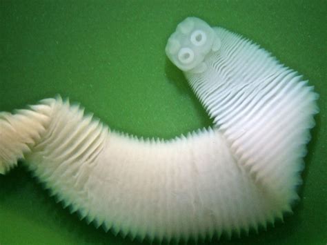 Neodermata: Tenacious Worms That Can Sneak Up On You Like A Ninja In Your Seafood Dinner!