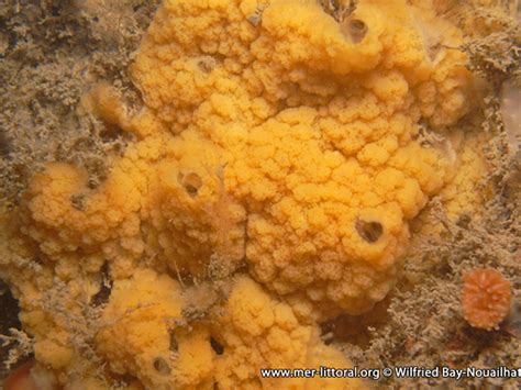 Plakinidae!  A Sponge That Creates Complex Architectural Marvels While Dwelling Deep Within Ocean Depths?