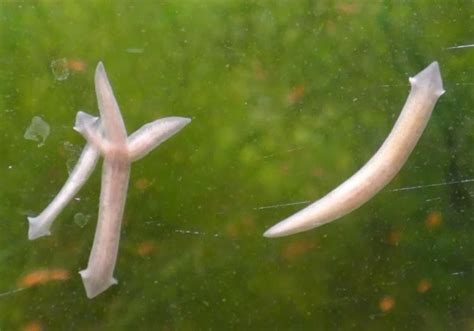  Quoinoqueflukes! Parasitic Flatworms Lurking Inside Your Freshwater Fish