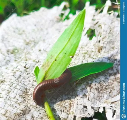  Ruthenium Millipedes: Tiny Armored Treasures Hiding in Decaying Leaves!