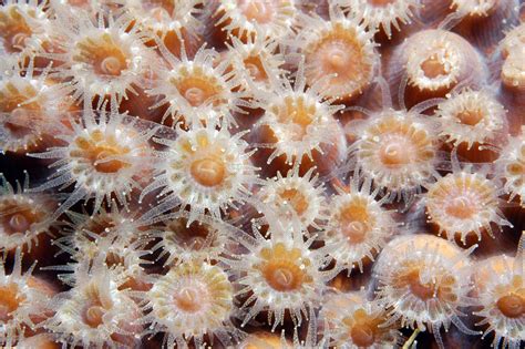  Ulcerated Coral: A Tiny Terror With Tentacles That Pack a Punch!