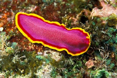  Vampirobelus!  The Fascinating Flatworm That Thrives on Blood