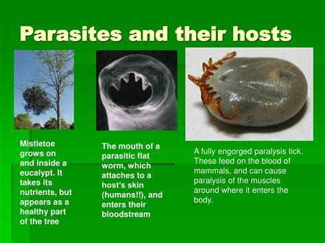  Vanderbiltia! A Parasite So Small, Yet So Powerful in Controlling its Host