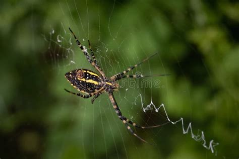 Yellow Garden Spider: Discover the Marvelous Web Architect Who Spins Silken Traps and Hunts Tiny Insects With Incredible Precision!